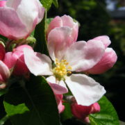 Buy Native Irish Heritage Apple Trees – Heritage Fruit Tree Nursery