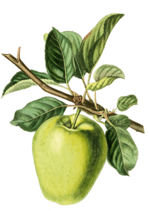 heritage apple trees for sale