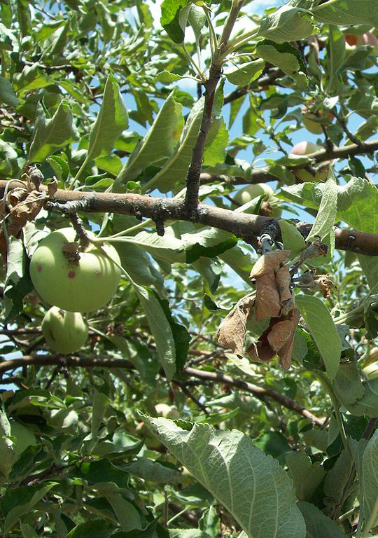 diseases of apple trees